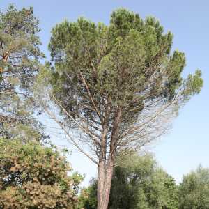 Image gite_la_vigonie_ext-4