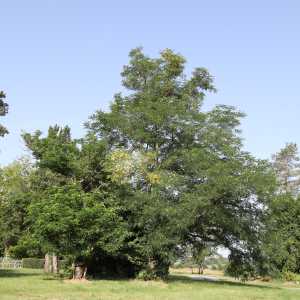 Image gite_la_vigonie_ext-5