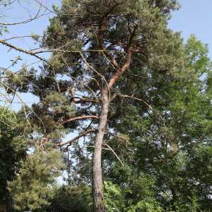 Image gite_la_vigonie_ext-9